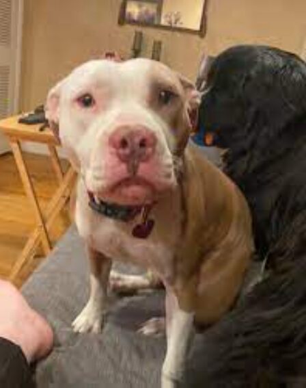 A Day in the Life of a Wildlife Rescue Volunteer image